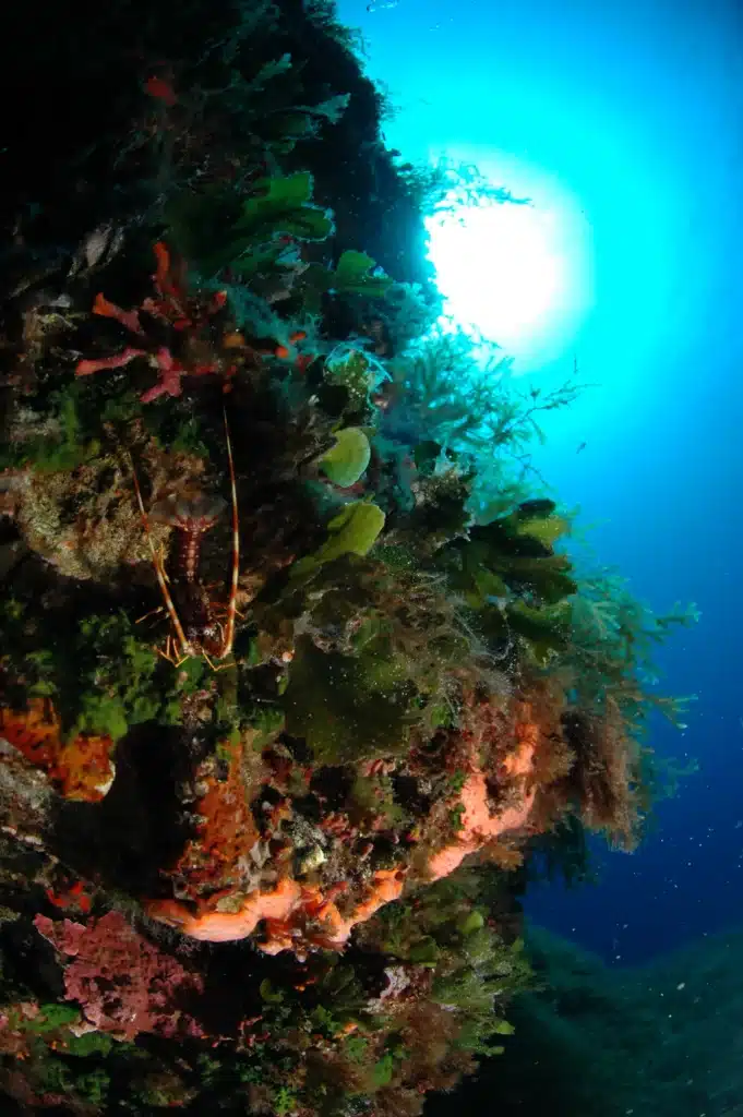 Anchor Reef